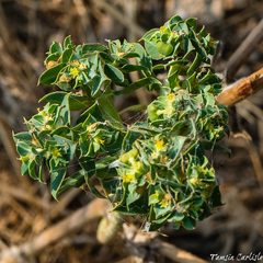 Euphorbia falcata