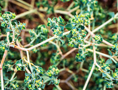 Euphorbia falcata
