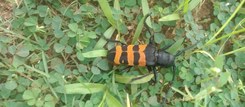 Diastocera trifasciata