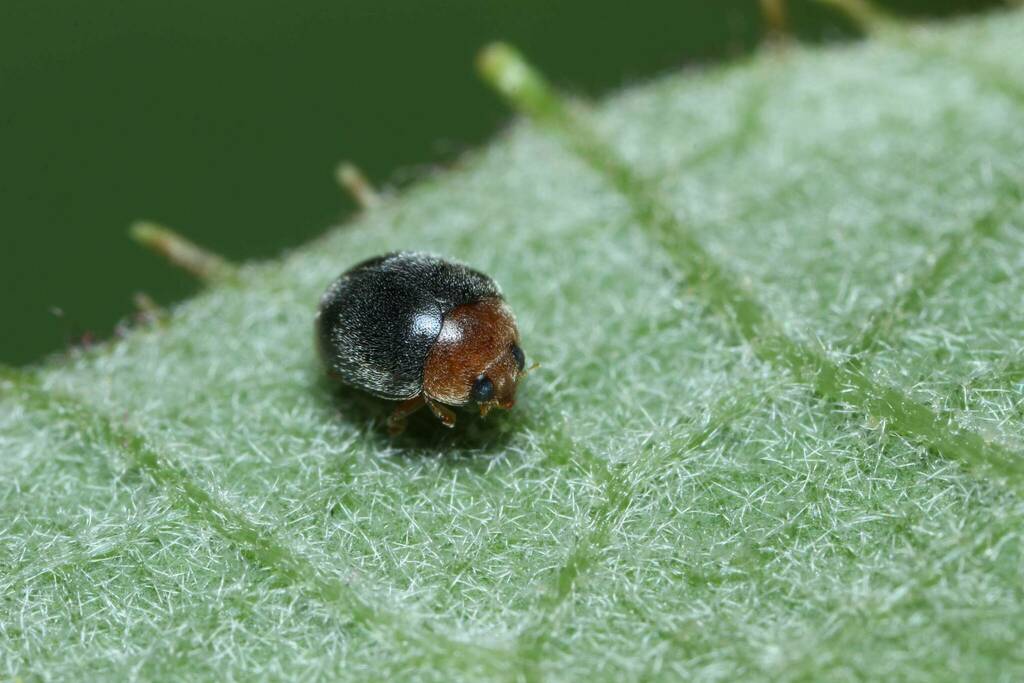 Sasajiscymnus sylvaticus