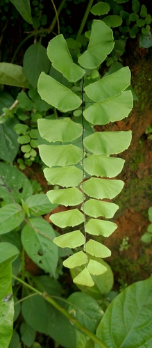 Walking Maidenhair Fern