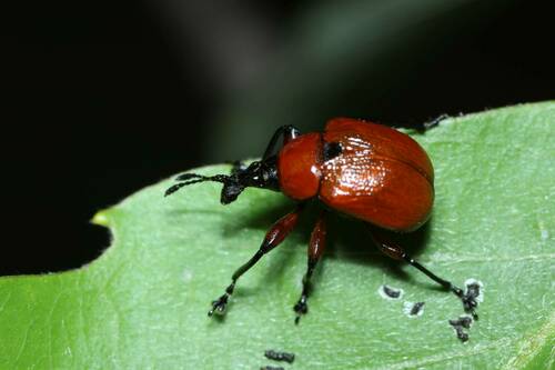 Phialodes rufipennis