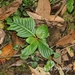 Rhynchotechum formosanum - Photo (c) Lijin Huang (紫楝), algunos derechos reservados (CC BY-NC), subido por Lijin Huang (紫楝)