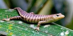 Big Tree Skink photo 4