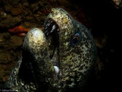 Natal Moray photo 1
