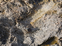 Pachygrapsus marmoratus