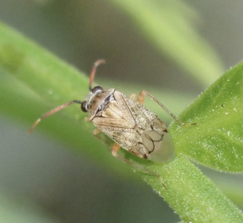 Eurystylus bellevoyei