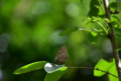 Rapala varuna formosana