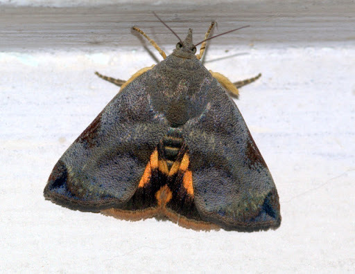 Teak Defoliator (Lepidoptera (butterflies and moths) of the Chagos ...