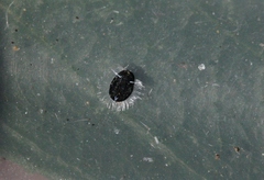Aleuroparadoxus iridescens