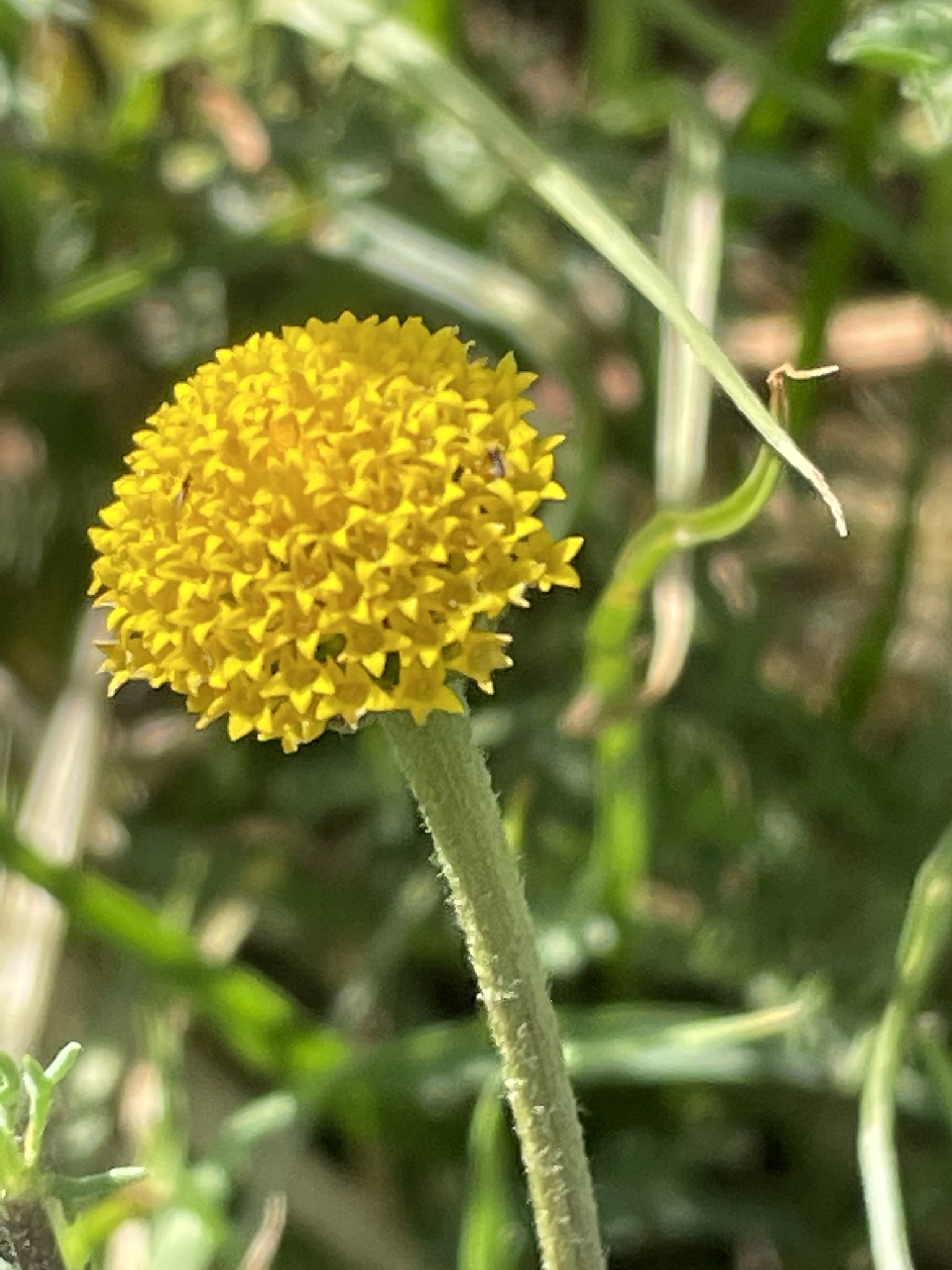 Anacyclus homogamos