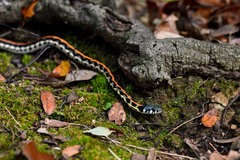 Thamnophis cyrtopsis ocellatus
