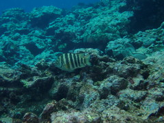Abudefduf septemfasciatus