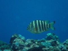 Abudefduf septemfasciatus