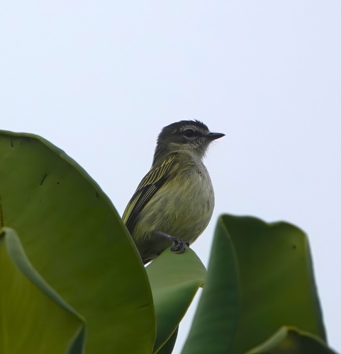 Spectacled Tyrannulet (Zimmerius improbus), photo 8