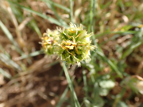 Calendula tripterocarpa (Calendula tripterocarpa)