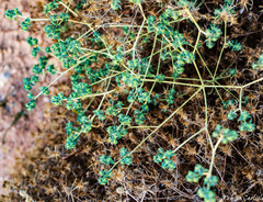 Euphorbia falcata