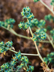 Euphorbia falcata