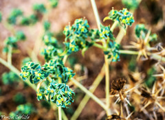 Euphorbia falcata