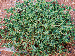 Euphorbia falcata
