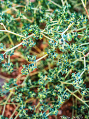 Euphorbia falcata