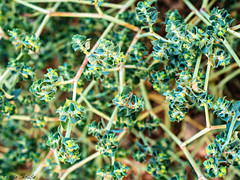 Euphorbia falcata