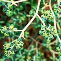 Euphorbia falcata