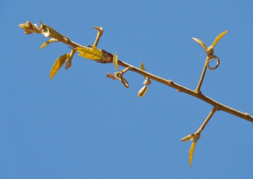 Hugonia orientalis (Hugonia orientalis)