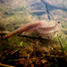 Triops - Photo (c) Robby Deans, some rights reserved (CC BY-NC), uploaded by Robby Deans