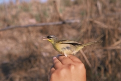 Geothlypis poliocephala