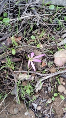 Colchicum filifolium