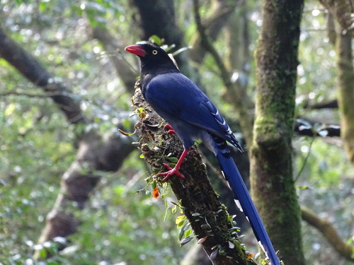 Taiwan Blue Magpie (Urocissa caerulea), photo 10