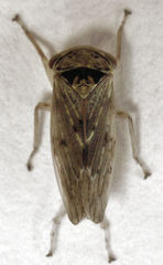 Rhytidodus decimusquartus