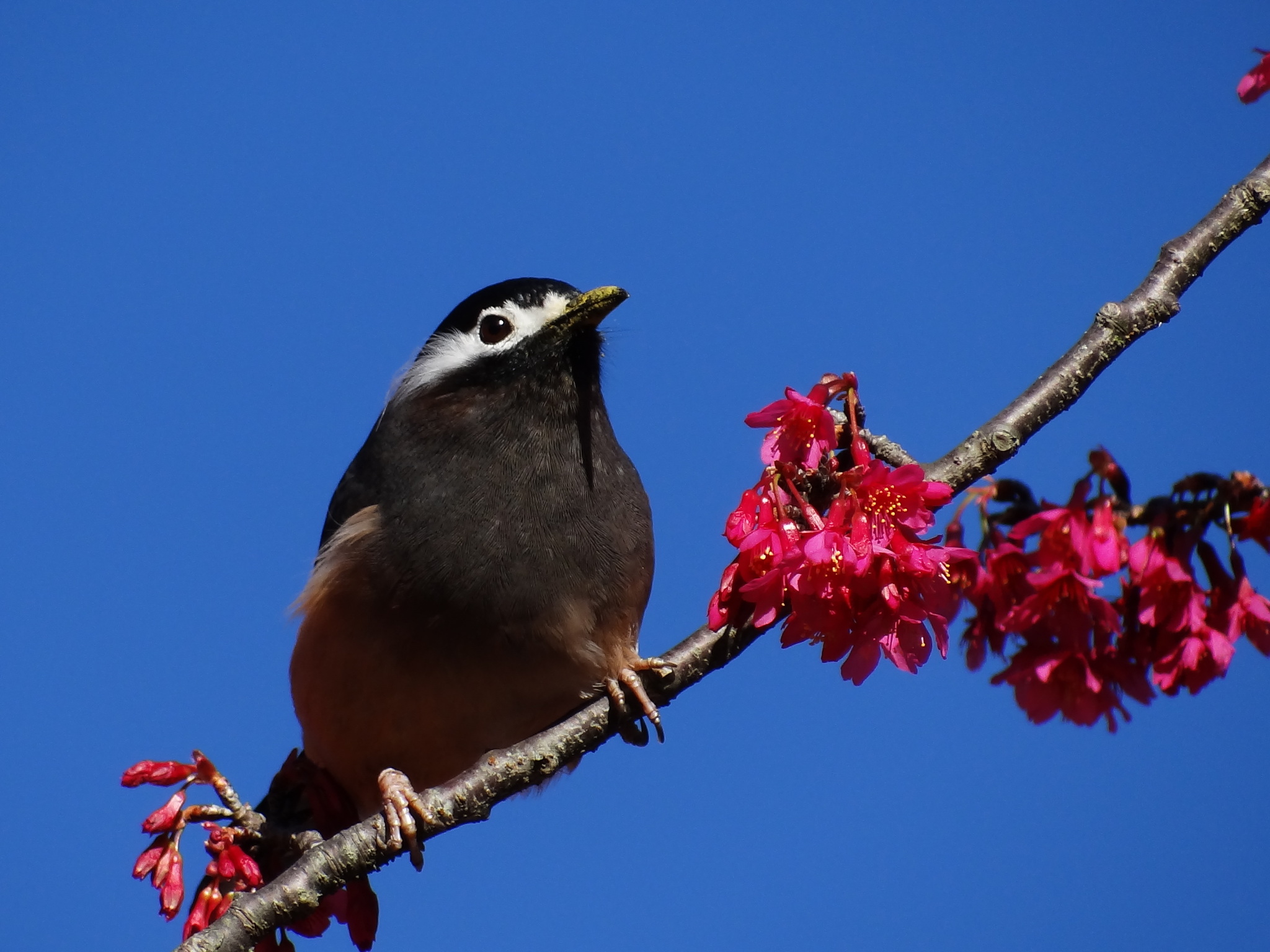 White-eared Sibia