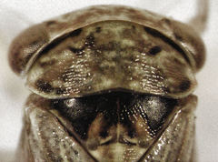 Rhytidodus decimusquartus