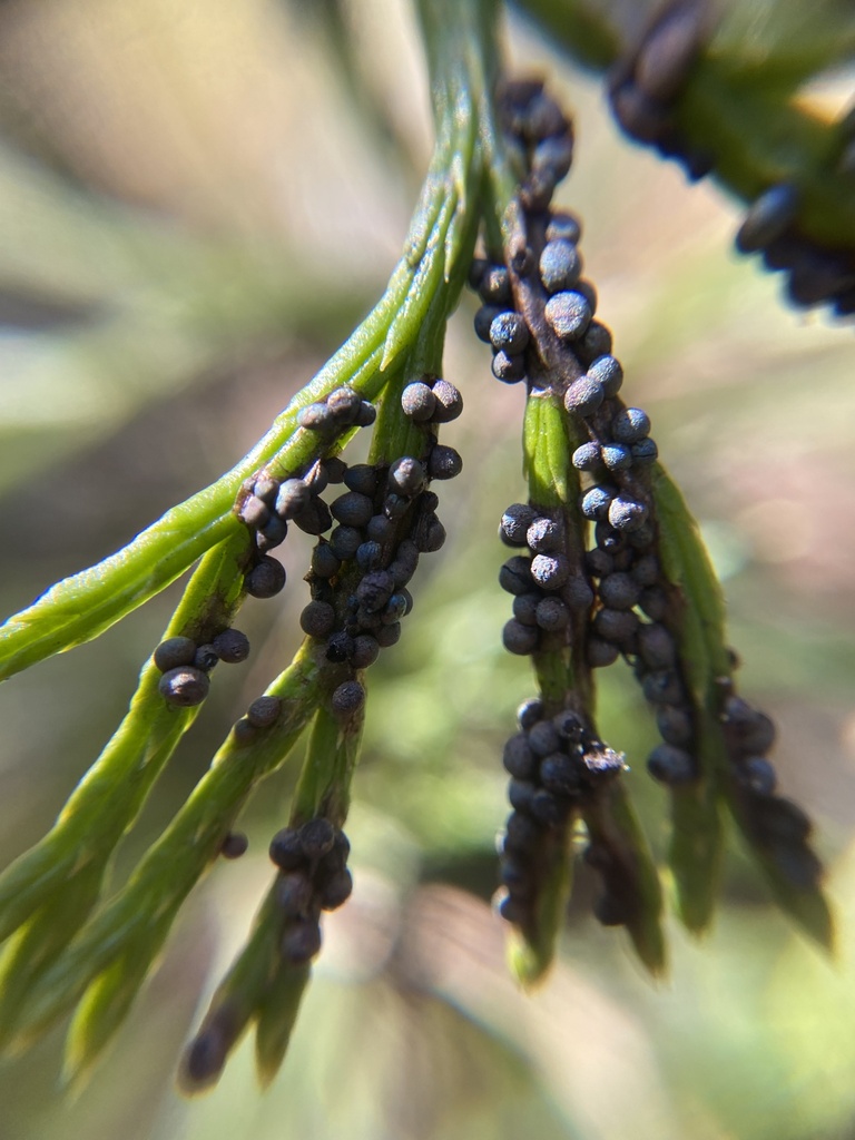 Lamproderma lycopodiicola