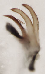 Rhytidodus decimusquartus