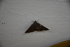 Mecodina subcostalis
