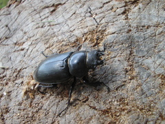 Lucanus cervus cervus