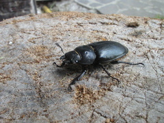 Lucanus cervus cervus