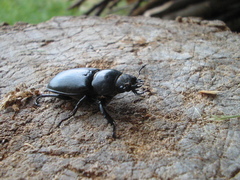 Lucanus cervus cervus