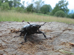 Lucanus cervus cervus
