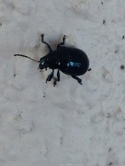 Typophorus nigritus