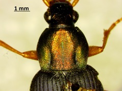 Chlaenius pennsylvanicus