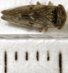 Rhytidodus decimusquartus