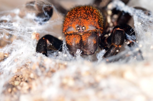 Ladybird Spider, Route de Campo Dell'Oro, Ajaccio, Corse, FR, photo 8 of 10