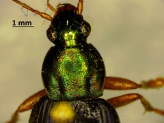 Chlaenius pennsylvanicus