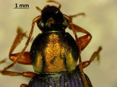 Chlaenius pennsylvanicus