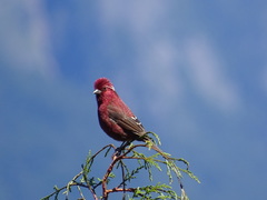 Carpodacus formosanus