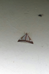 Agrioglypta eurytusalis